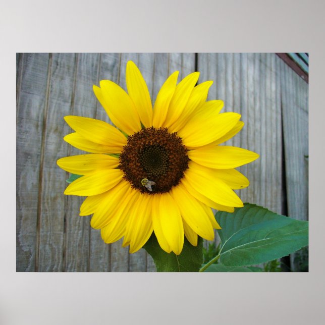 Sunflower with bee poster (Front)