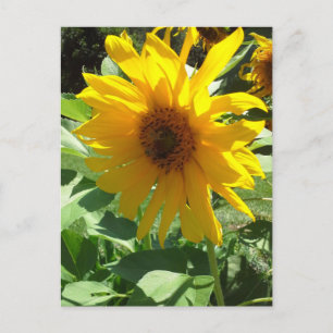Sunflower with Bees Postcard