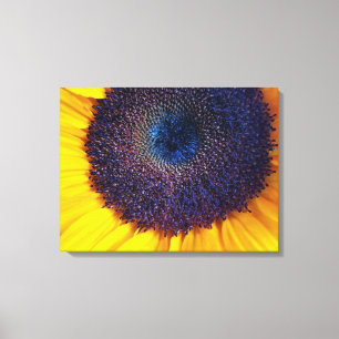 Sunflower with Blue Centre Closeup Canvas Art