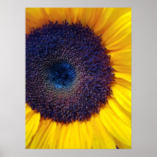 Sunflower with Blue Centre Closeup Poster