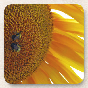 Sunflower with Bumblebees Coaster
