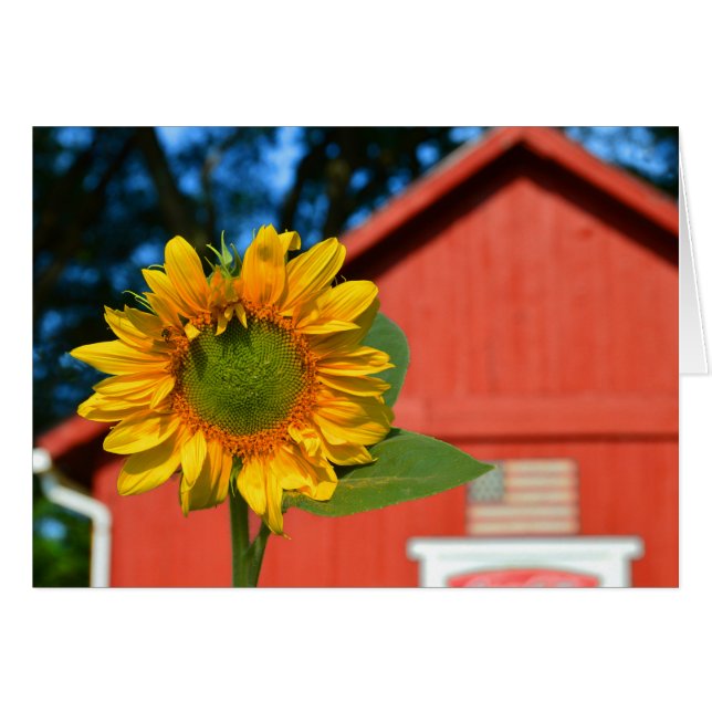 Sunflower With Red Barn (Front Horizontal)