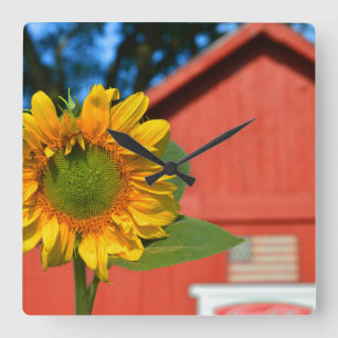 Sunflower With Red Barn Square Wall Clock