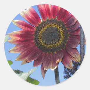 Sunflower with Unique Red Leaves Classic Round Sticker