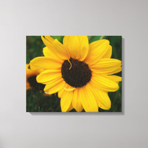 Sunflower Wrapped Canvas