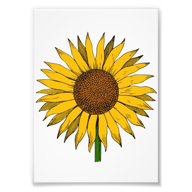 Sunflower Yellow Flower Photo Print (Front)