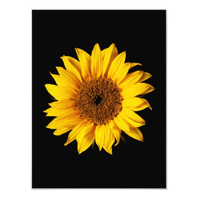 Sunflower Yellow on Black - Customised Sun Flowers Photo Print (Front)