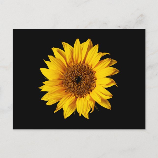 Sunflower Yellow on Black - Customised Sun Flowers Postcard (Front)