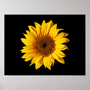 Sunflower Yellow on Black - Customised Sun Flowers Poster