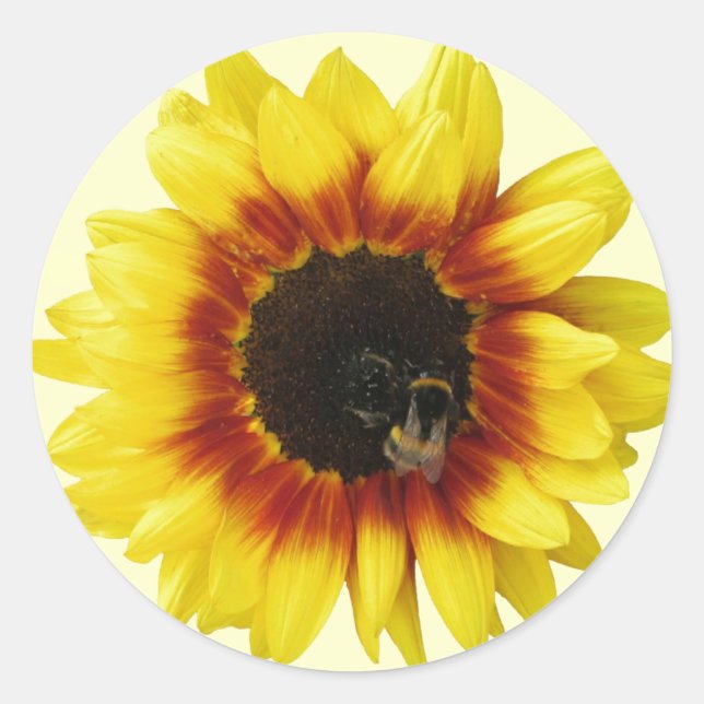 Sunflower yellow Orange with Bumble Bee and Pollen Classic Round Sticker (Front)