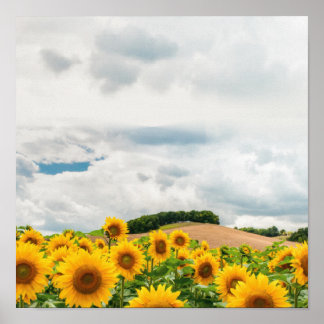 Sunflower Yellow Rustic Poster