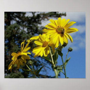 sunflowernbumblebee poster