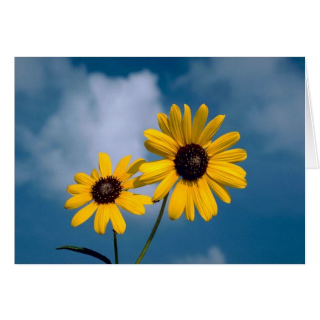 Sunflowers (Front Horizontal)