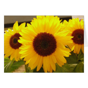 Sunflowers