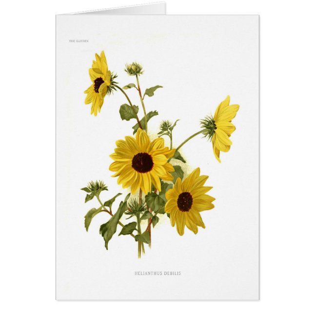 Sunflowers (Front)