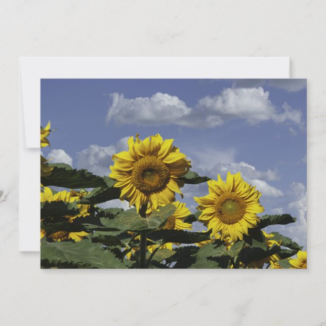 Sunflowers Against A Blue Sky - Flat Greeting Card (Front)