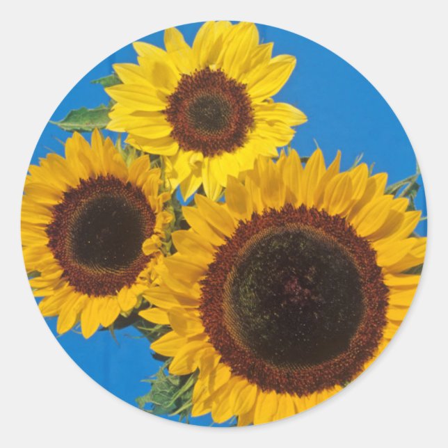 Sunflowers against blue fence classic round sticker (Front)