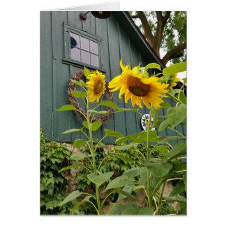 Sunflowers and green barn, envelope included
