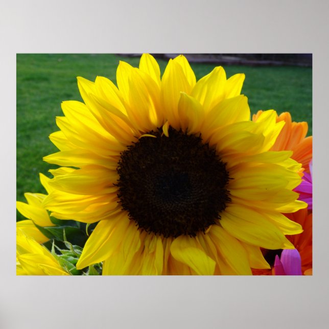 Sunflowers and Sunshine (2) Poster (Front)