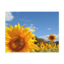 Sunflowers and sunshine