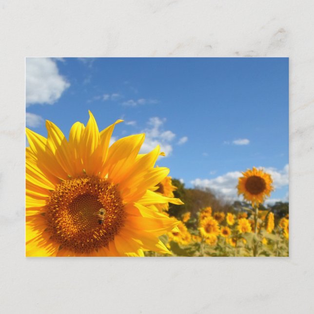 Sunflowers and sunshine postcard (Front)