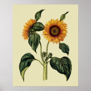 Sunflowers Antique 17th Century Art Poster
