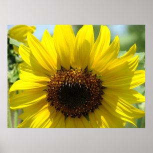 SUNFLOWERS Art Prints Framed Canvas Sun Flowers