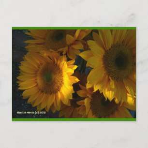 Sunflowers at Dusk   Blue Beach Song™ Postcard
