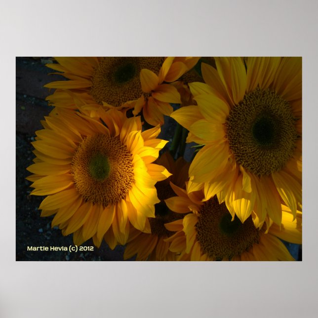 Sunflowers at Dusk Poster (Front)