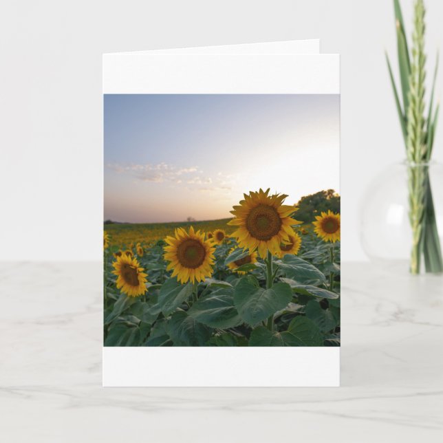 Sunflowers at dusk poster postcard (Front)
