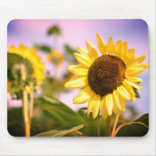 Sunflowers at RHS Wisley Botanical Garden Mouse Mat