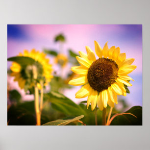 Sunflowers at RHS Wisley, UK Poster