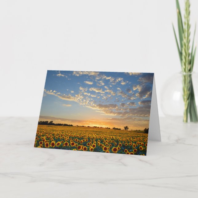 Sunflowers at Sunset Blank Card (Front)