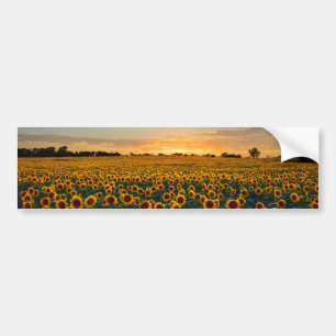 Sunflowers at Sunset Bumper Sticker