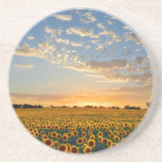 Sunflowers at Sunset Coaster (Front)