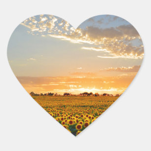 Sunflowers at Sunset Heart Sticker