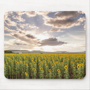 Sunflowers at Sunset Mouse Mat