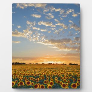 Sunflowers at Sunset Plaque