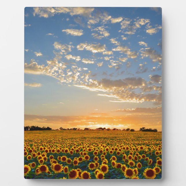 Sunflowers at Sunset Plaque (Front)
