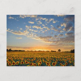 Sunflowers at Sunset Postcard