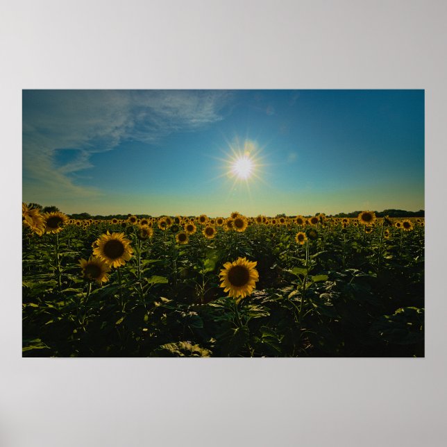 Sunflowers at Sunset Poster (Front)