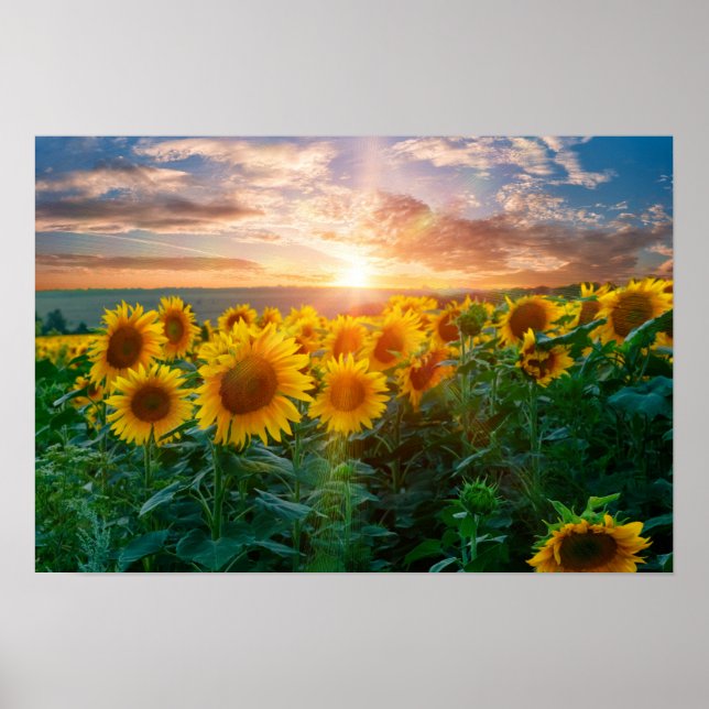 Sunflowers at Sunset Poster (Front)