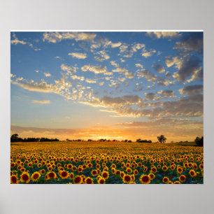 Sunflowers at Sunset Poster