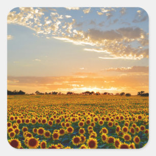 Sunflowers at Sunset Square Sticker