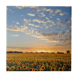 Sunflowers at Sunset Tile