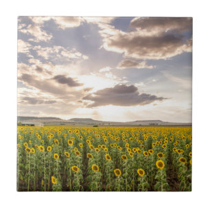Sunflowers at Sunset Tile