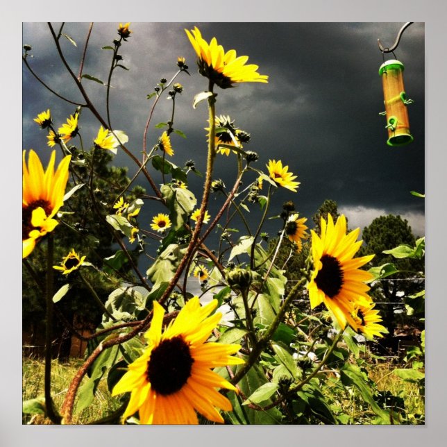 Sunflowers Before Dramatic Storm Clouds Photograph Poster (Front)