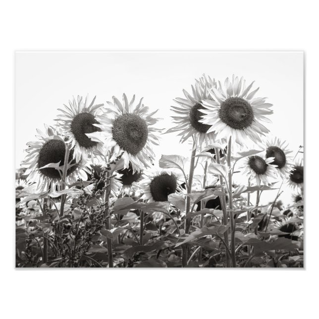 Sunflowers Black and White Fine Art Photography Photo Print (Front)