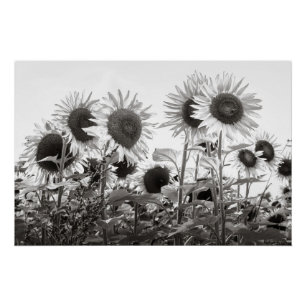 Sunflowers Black and White Fine Art Photography Poster