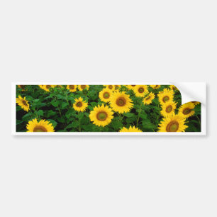 Sunflowers Bumper Sticker